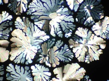 polarized microscope image of a columnar hexagonal liquid crystal